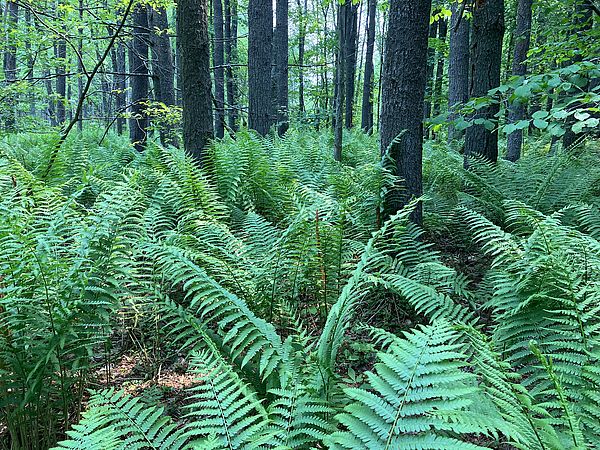 ferns in the woods