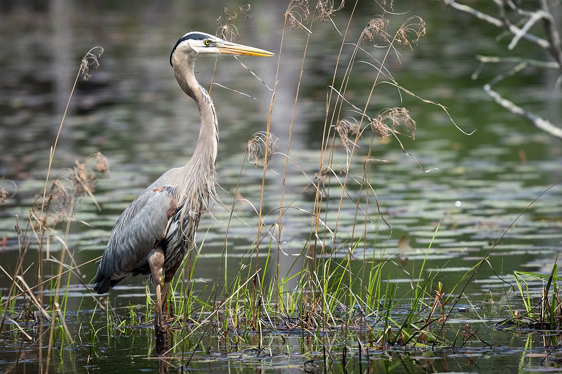 Visit Assabet River NWR