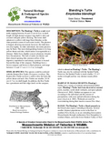 Download PDF file About the Blanding’s Turtle