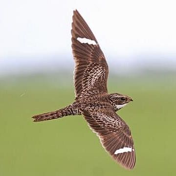 hawk in flight