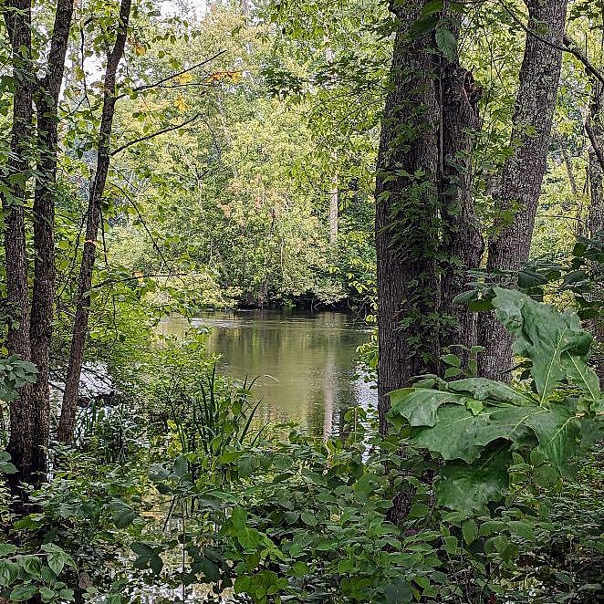 forest in summertime