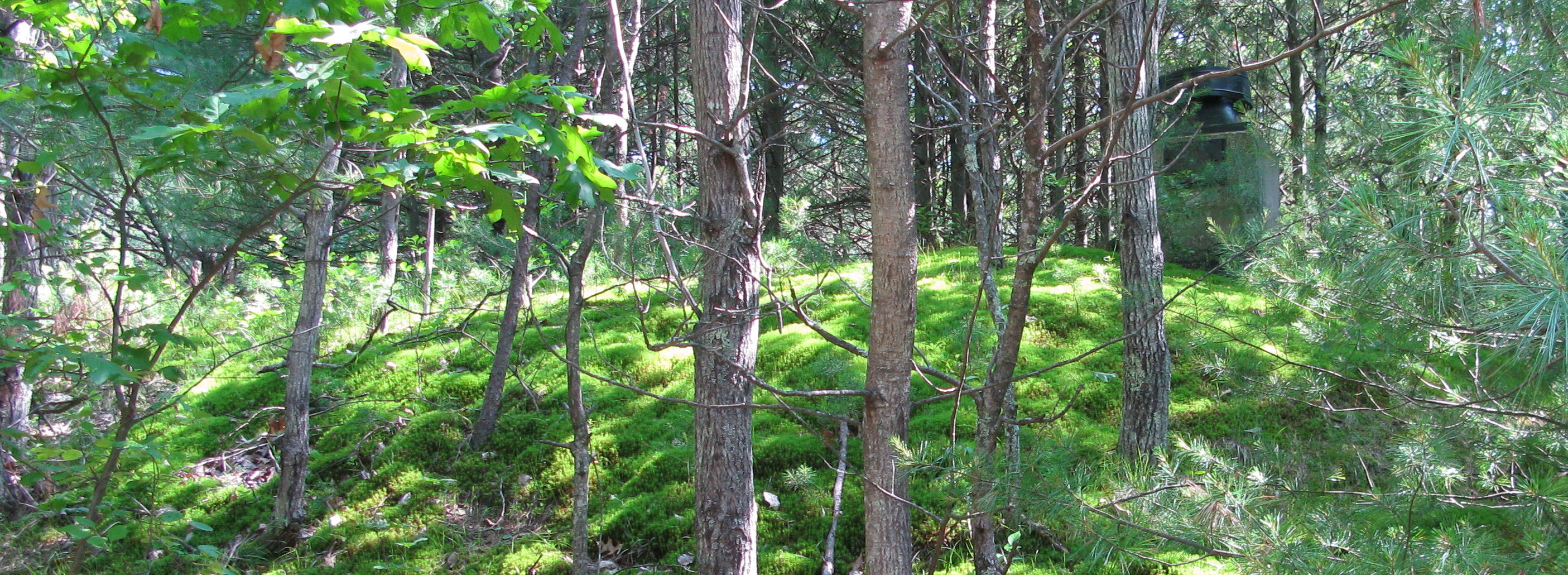 Forest Ecology walk with Neil Pederson